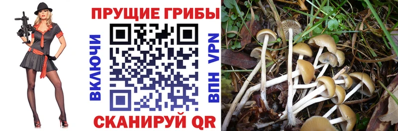 Галлюциногенные грибы MAGIC MUSHROOMS  blacksprut вход  Нахабино 
